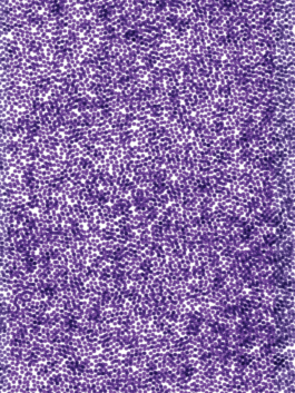 Crystal Kirsch